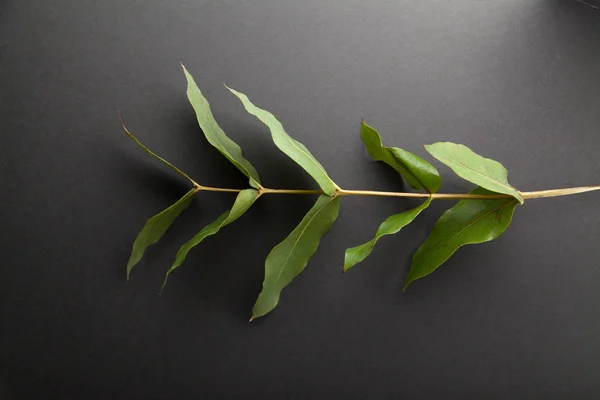 eucalyptus branch with green leaves on gray background