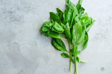 taze yeşil fesleğen kopya alanı ile Metalik arka plan üzerinde twigs 