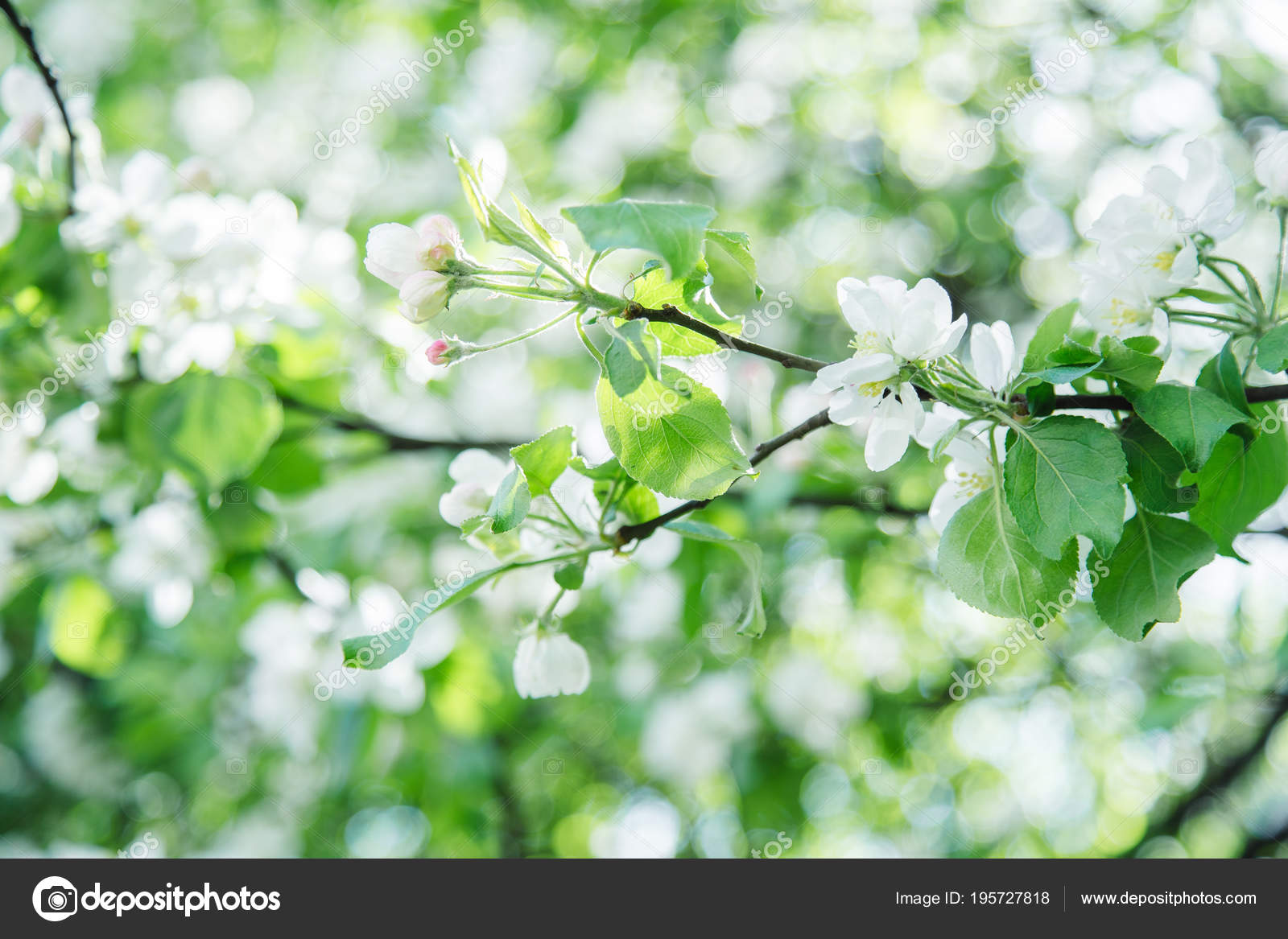 Branches Arbres Pomme Avec Des Fleurs Blanches Printemps