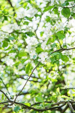  elma ağacı dalları Bahar, doğal güzellik kavramı, beyaz çiçekli 