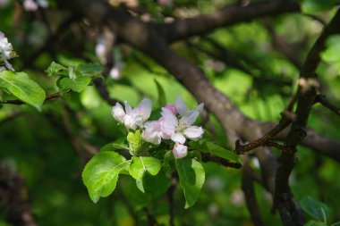  elma ağacı dalları Bahar, doğal güzellik kavramı, beyaz çiçekli 