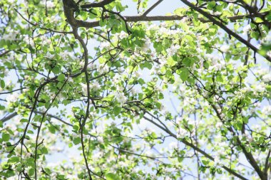 elma ağaçlarının çiçek açması ve Bahar, doğal güzellik kavramı, parlak mavi gökyüzü görünümü 