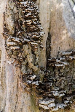 Ağaç kabuğu doku urdur yakın çekim görünümünü 