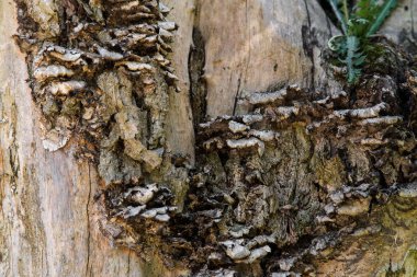 Ağaç kabuğu doku urdur yakın çekim görünümünü 