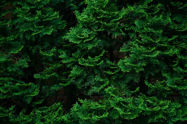 Cypress Stromy Zelené Textura Organické Ekologické Koncepce — Stock fotografie