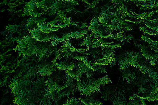 Зеленая текстура кипарисов, Органическая экологическая концепция
