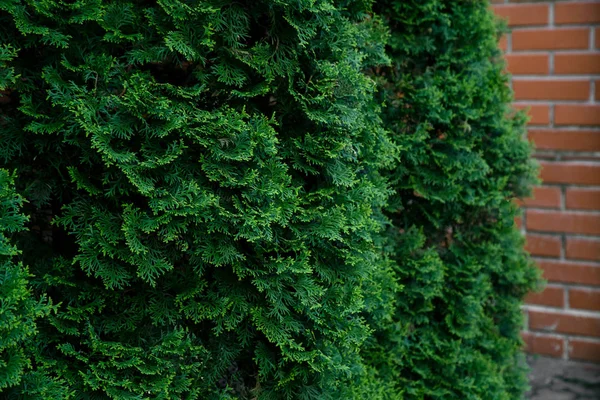 Cipreste Árvores Textura Verde Conceito Ecológico Orgânico — Fotografia de Stock