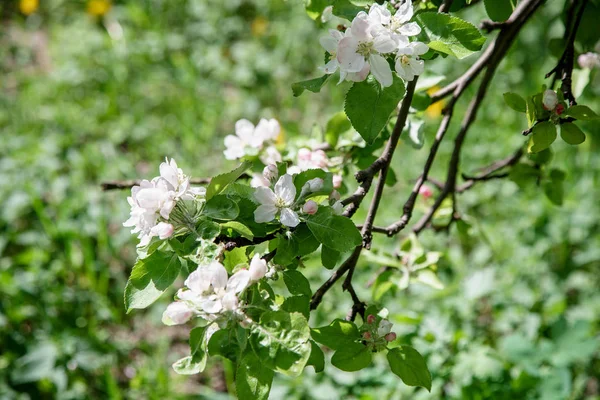 Ramos Macieira Com Flores Brancas Primavera Conceito Beleza Natural — Fotografia de Stock