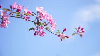 Bahar, doğal güzellik kavramı rüzgarda sallanan çiçek açması kiraz ağacı dalı 