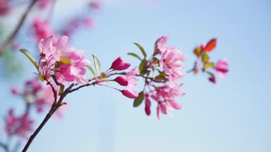 Bahar, doğal güzellik kavramı rüzgarda sallanan çiçek açması kiraz ağacı dalı 