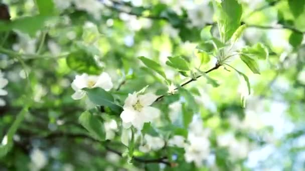 自然の美しさの概念で風に揺れる花のアップル木の枝 — ストック動画