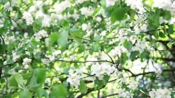 Цветущие Ветви Яблони Качающиеся Ветру Весной Концепция Природной Красоты — стоковое видео
