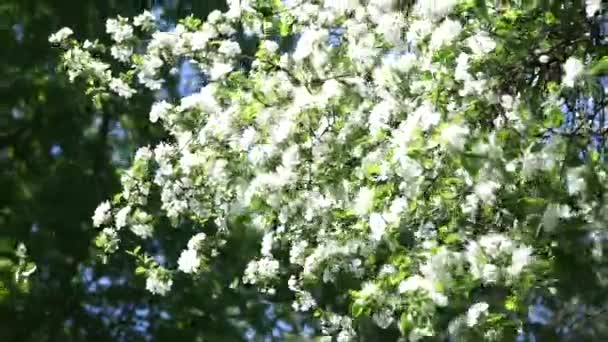 Floreciendo Ramas Manzano Balanceándose Viento Primavera Concepto Belleza Natural — Vídeo de stock