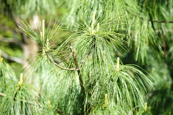 Текстура Зеленого Хвойного Дерева Крупним Планом — стокове фото