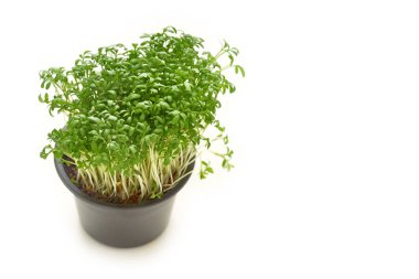 Beyaz arka planda su teresi salatası mikro yeşillikleri. Organik çiğ vegan sağlıklı gıda konsepti 