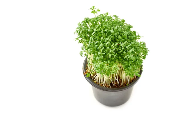 Salada Agrião Micro Verdes Pote Fundo Branco Conceito Alimento Saudável — Fotografia de Stock