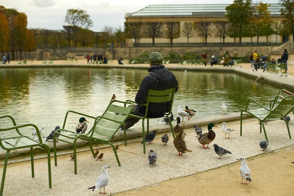 Paris France November 2019 Man Sitting Chair Pond Surrounded Birds — Stock fotografie