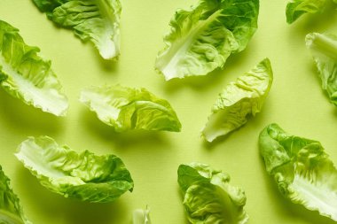 Yeşil arka planda romaine yaprakları ile yaratıcı düz yatıyordu. Sağlıklı vejetaryen gıda kavramı 