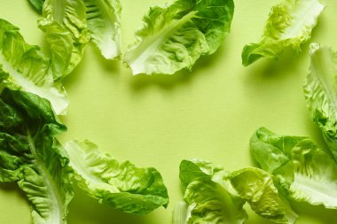 Yeşil arka planda romaine yaprakları ile yaratıcı düz yatıyordu. Sağlıklı vejetaryen gıda kavramı 