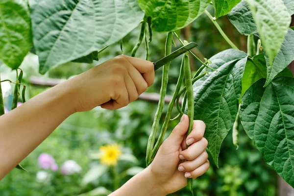 Mujeres mano en la jardinería —  Fotos de Stock