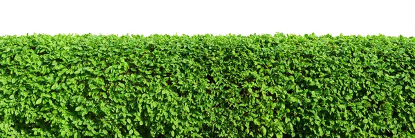Hedge beyaz arka plan üzerinde
