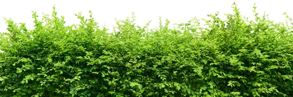 Hedge beyaz arka plan üzerinde