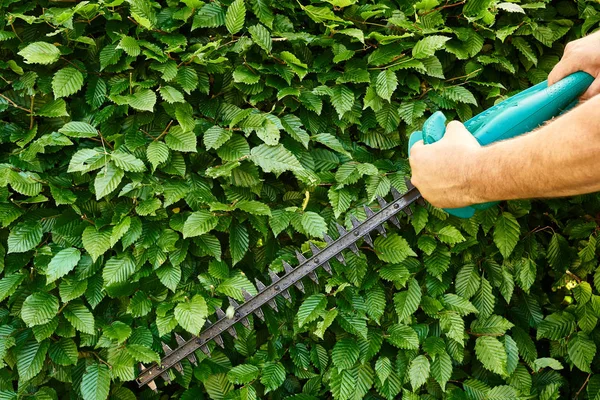 Os homens estão a cortar uma sebe — Fotografia de Stock