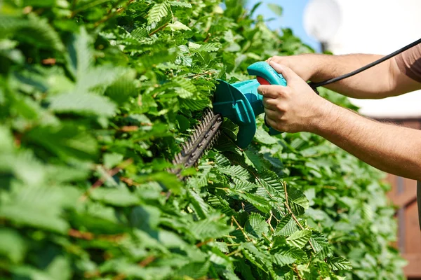 Männer schneiden eine Hecke — Stockfoto