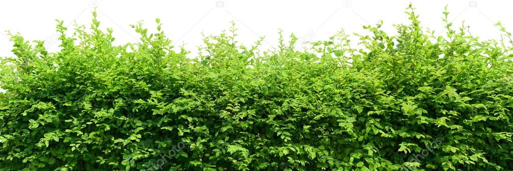 Hedge on white background
