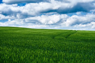 Yeşil jung buğday alanı