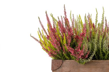 Pembe ve beyaz heather