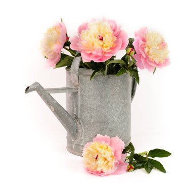 Beyaz Şakayık çiçekleri