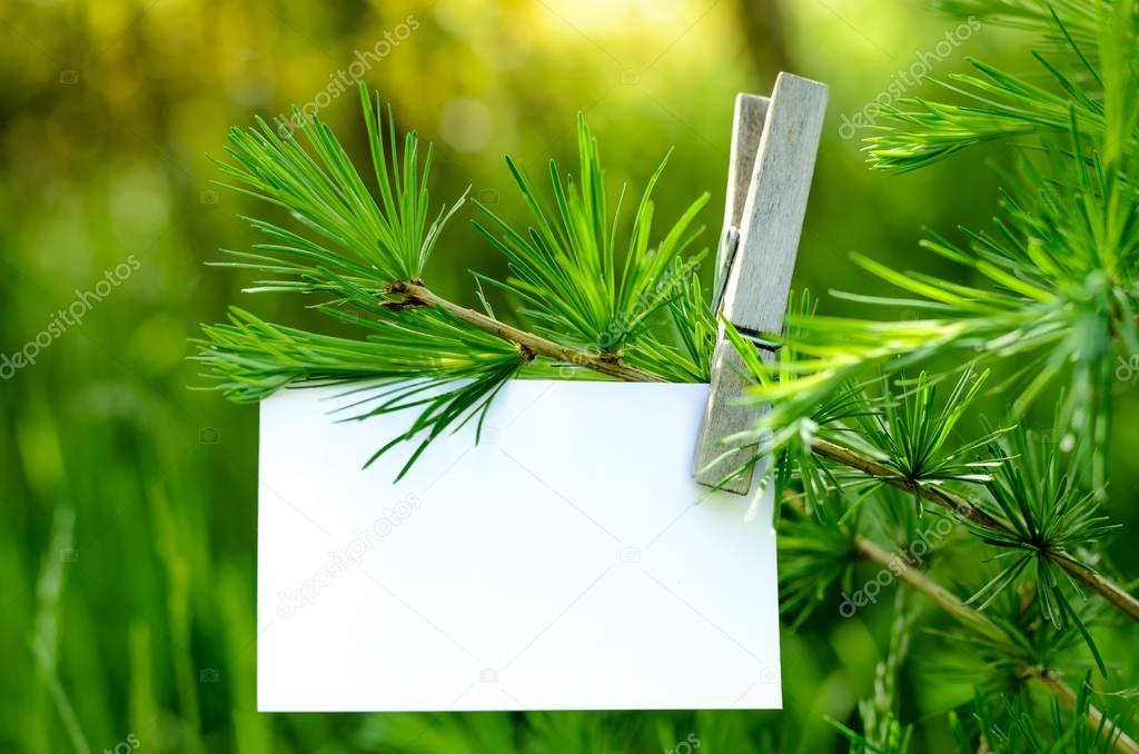 Blank card pinned on a tree