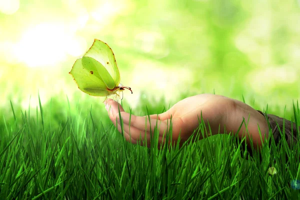 Motýl v ruce na trávě — Stock fotografie