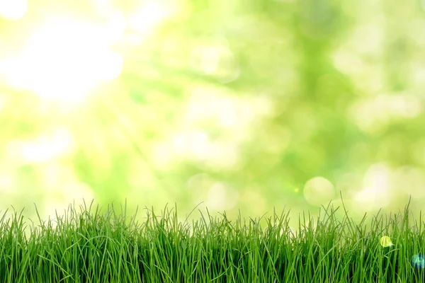Zielona trawa tło naturalnymi — Zdjęcie stockowe