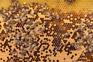 Bal arı çerçeveler