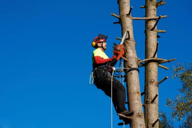 İş yerinde arborist