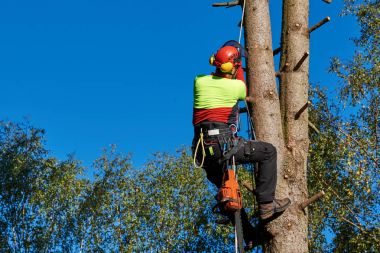 İş yerinde arborist