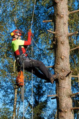 İş yerinde arborist