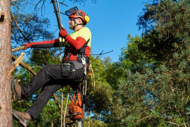 İş yerinde arborist