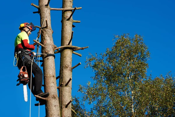 Arborist at work — Stock Photo, Image