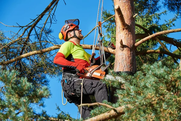 Arborista no trabalho — Fotografia de Stock