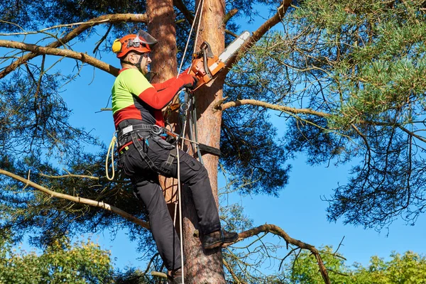 Arborista no trabalho — Fotografia de Stock