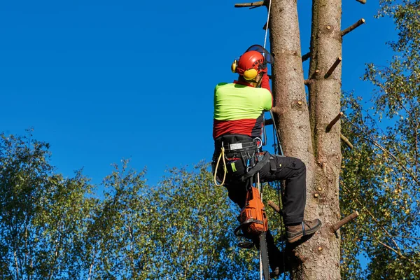 İş yerinde arborist