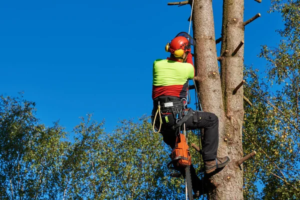 Baumpfleger bei der Arbeit — Stockfoto