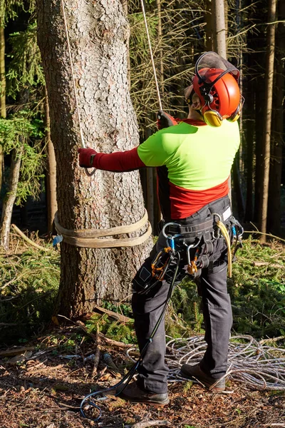 İş yerinde arborist