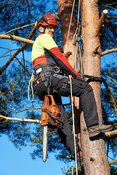 İş yerinde arborist