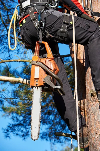 Baumpfleger bei der Arbeit — Stockfoto