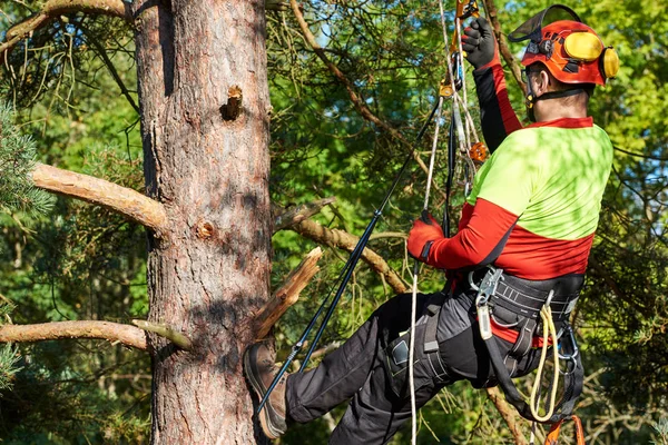 Arborist at work — Stock Photo, Image