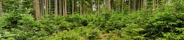 Bosque Verde Con Abetos Abetos Como Panorama —  Fotos de Stock